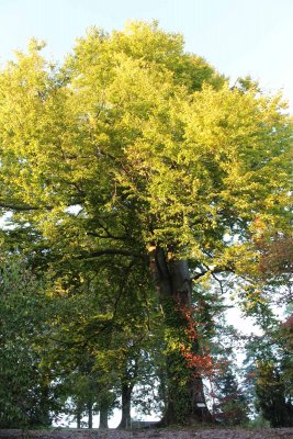 Fagus sylvatika - buk lesní - podzimní habitus